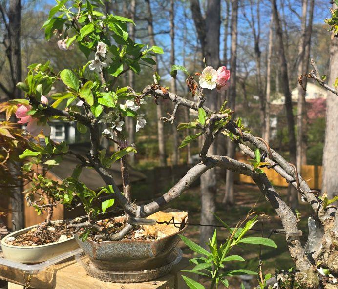 Kids & Adults - The Art of Bonsai  Classes  Workhouse Arts Center